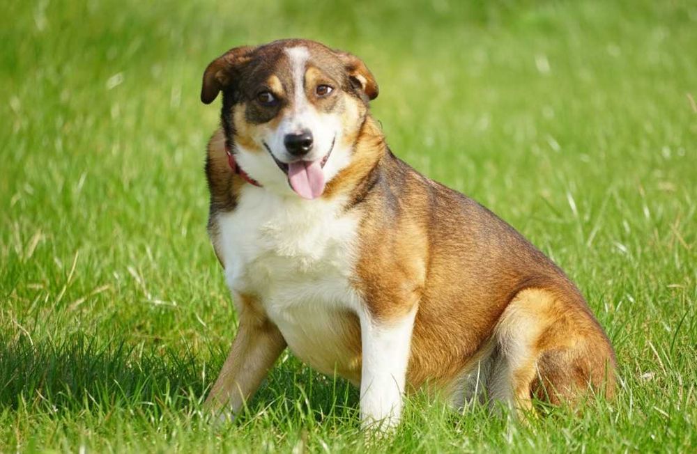 FLOG - fajny, łagodny piesek