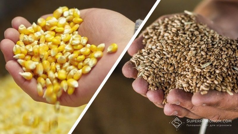 Пшениця та Кукуруза суха