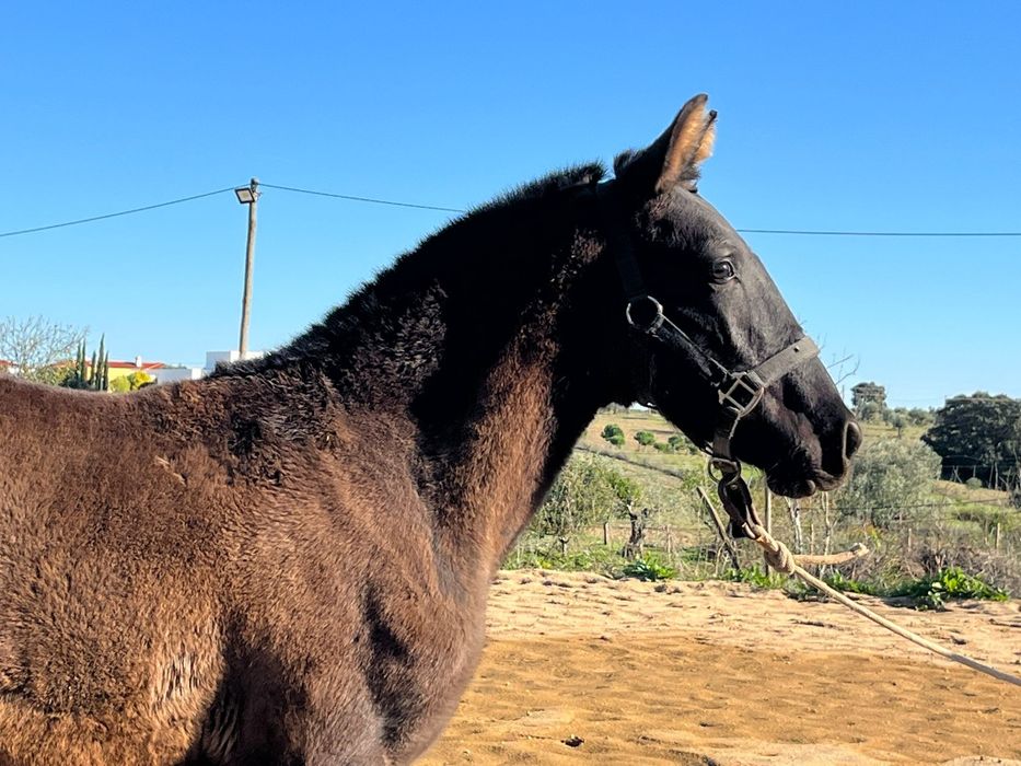 Poldro Lusitano preto