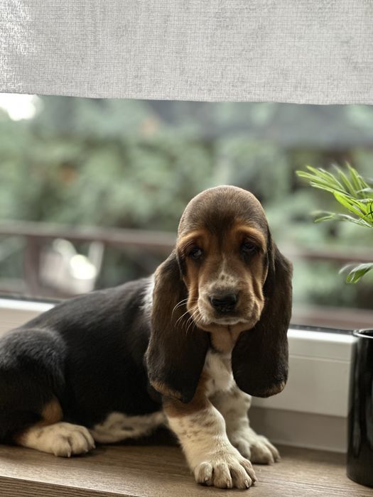 Suczka Basset Hound Z Doliny Prosny