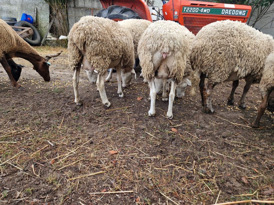 Vendo ovelhas cruzadas de lacaune