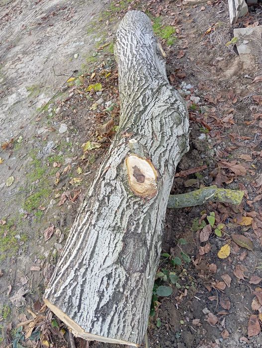 Orzech włoski pień