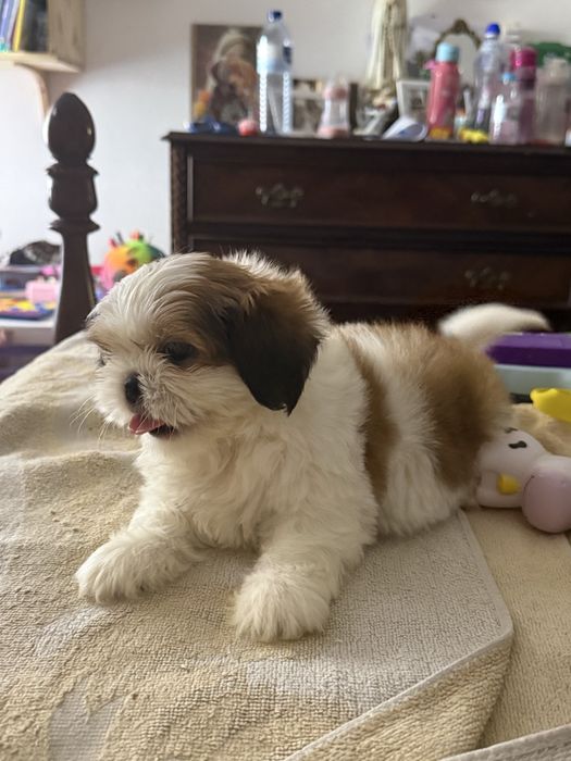 Shih-Tzu macho puro