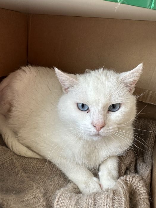 Котик в добрі руки
