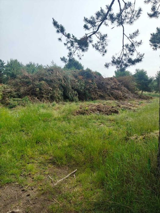 Oddam za darmo gałęzie.