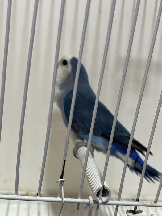 Agapornis longfeather