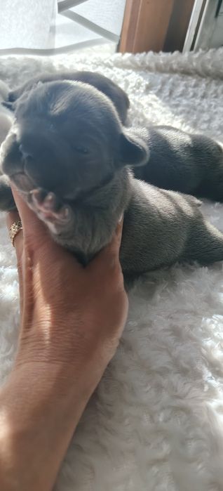 Buldog francuski