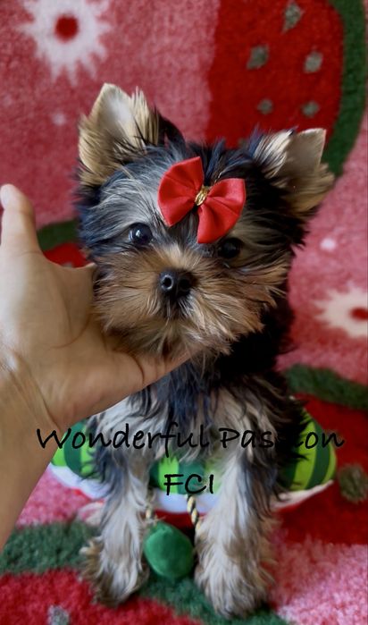 York ,Yorkshire terrier piesek  szczeniak ZKwP /FCI