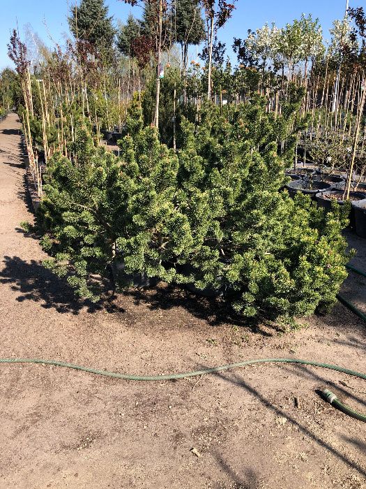Kosodrzewina 'PINUS MUGO PUMILIO' Duze Okazy