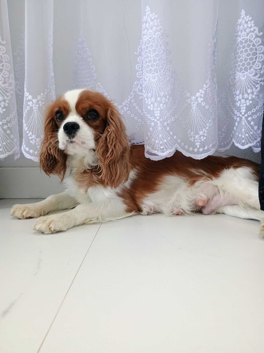Cavalier King Charles Spaniel dorosła suczka