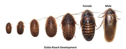 Аргентинські таргани