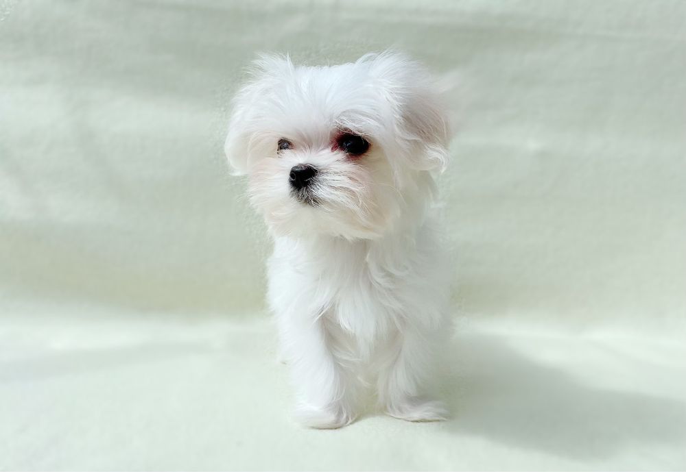 Білосніжна красуня мальтезе шукає люблячу родину