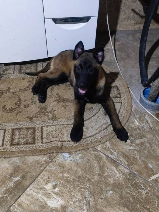 Цуценята малінуа