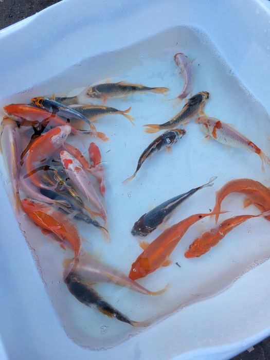 Sandacz amur jesiotr karp koi karaś