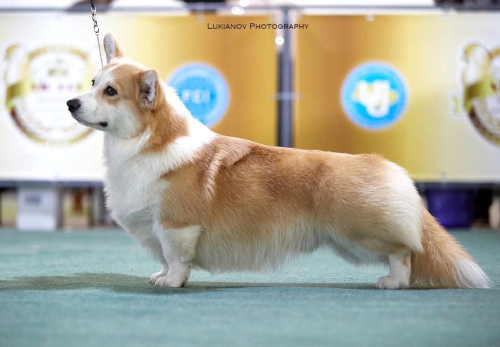 Шикарная девочка корги_Fifi