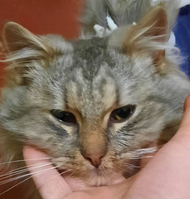 Котики Мінні і Сивогрив  шукають дім ( кіт, киця, кішка, котик, котеня