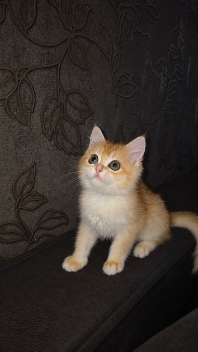 Шотландська золота шиншила хлопчик