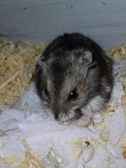 Oddam chomiczka w dobre ręce