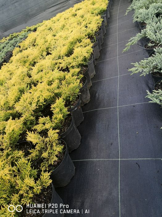 Jałowiec plozacy Limeglow