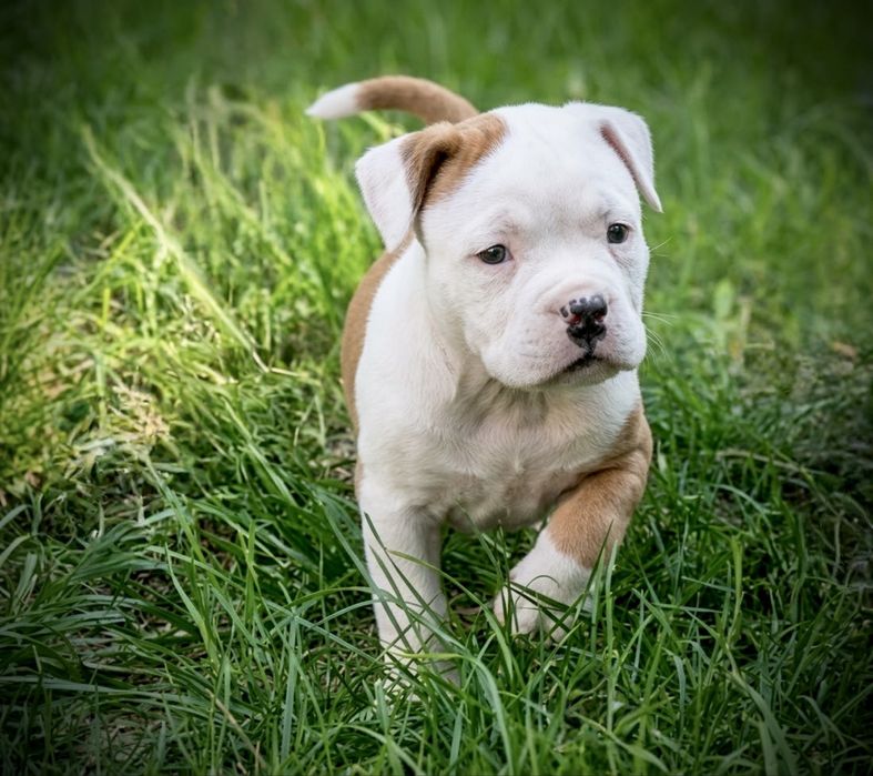 Wybitna Suczka American Staffordshire Terrier Amstaff FCI/ZKwP