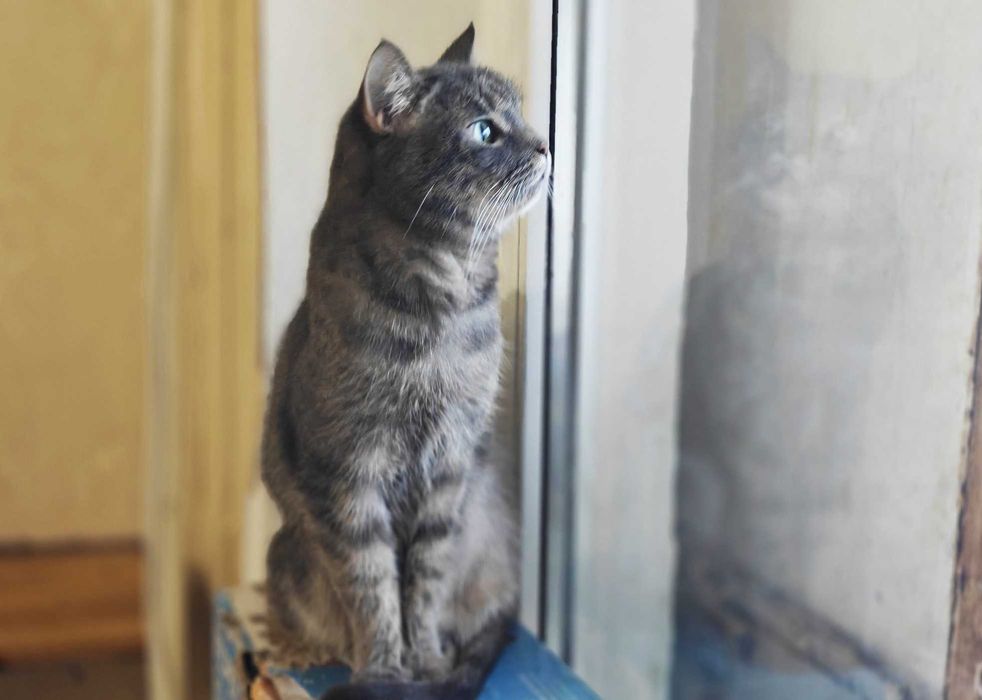 Блакитно-сіра киця Грушка шукає затишний дім / 1,5р кішка кошеня кіт