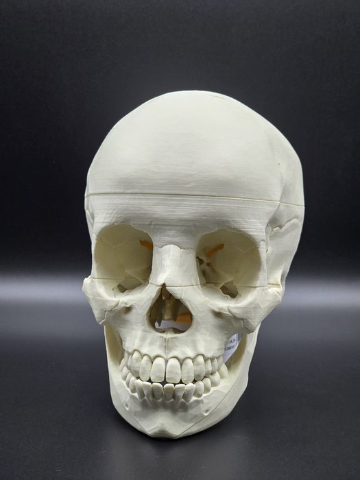 Model czaszki anatomicznej - wydruk 3D