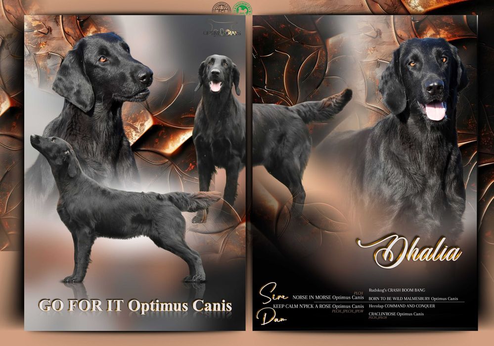 FLAT COATED RETRIEVER - zapowiedź miotu