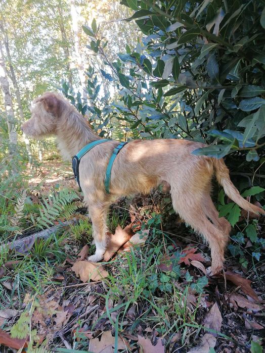 Ricky- cão para adoção responsável