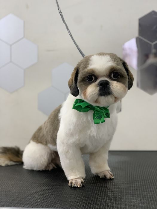 Стрижка  груминг собак и котов Кривой Рог