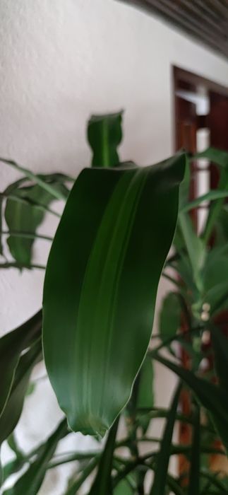 Dracena szerokolistna, dua Mawa  OLX.pl
