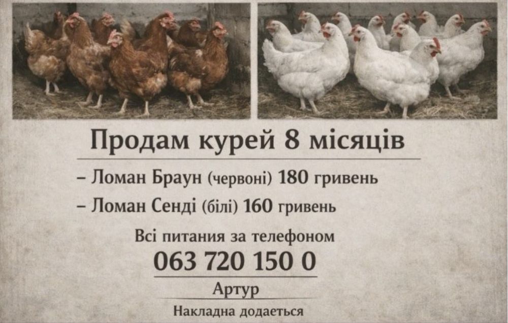 продаю курей с доставочкой домой