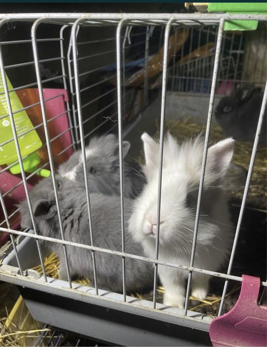 Coelhos anoes muito bonitos alguns de olhos azuis