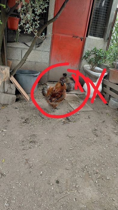 Galo Sedosa do Japão