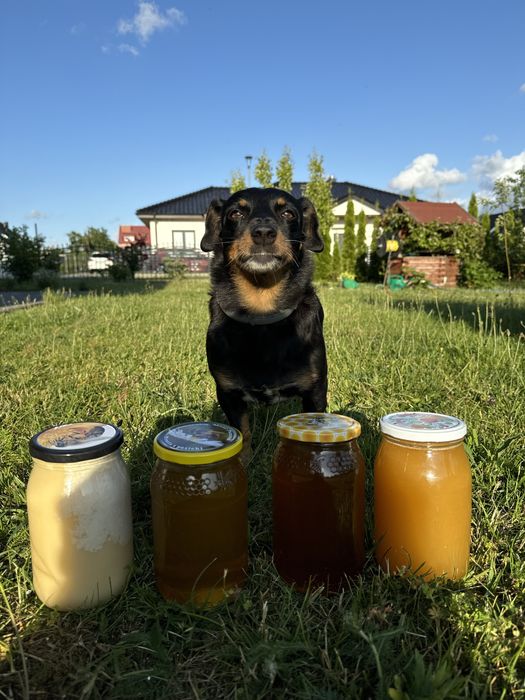 Miody z przydomowej pasieki! Idealne do świątecznych wypieków