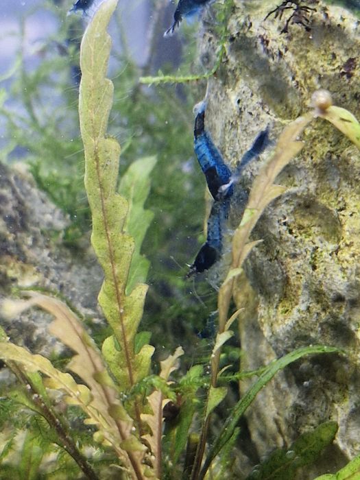 Krewetki neocaridina blue rili