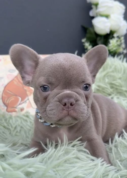 Menino buldog frances lilac