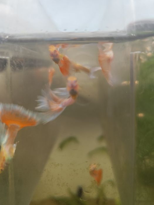 Guppy sky red albinos