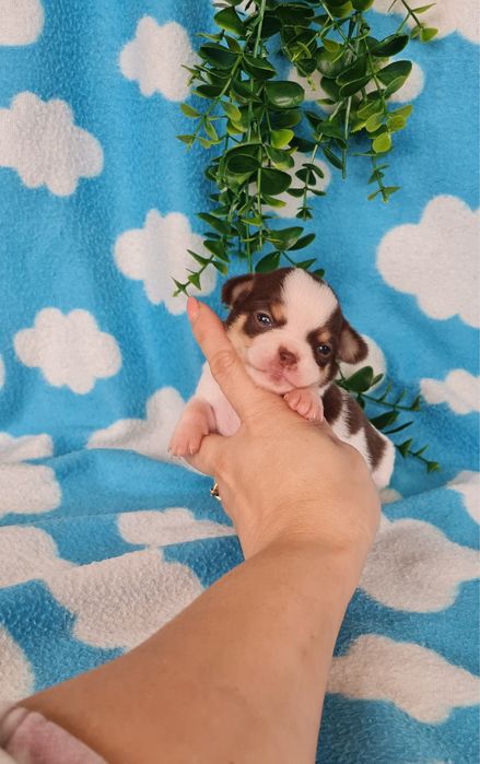 Estupenda mini menina Chihuahua/Chiuaua de Qualidade, Linhagem Russa