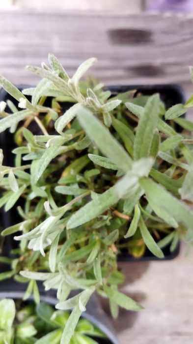 Грунтопокривні рослини для Вашого саду