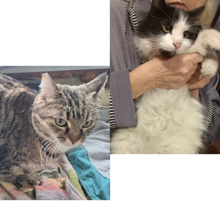 Котик кошка бесплатно. Котята. Котенок. Отдам срочно даром.