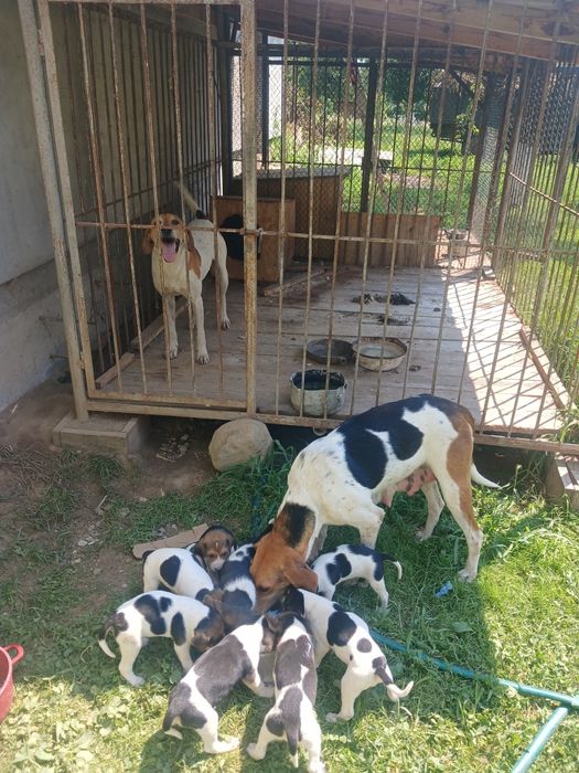 Щенки Руської першої гончі