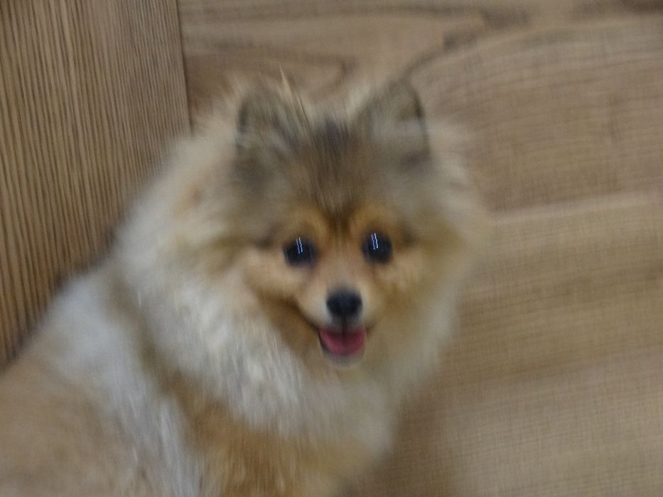 Szpic miniaturowy suczka z rodowodem