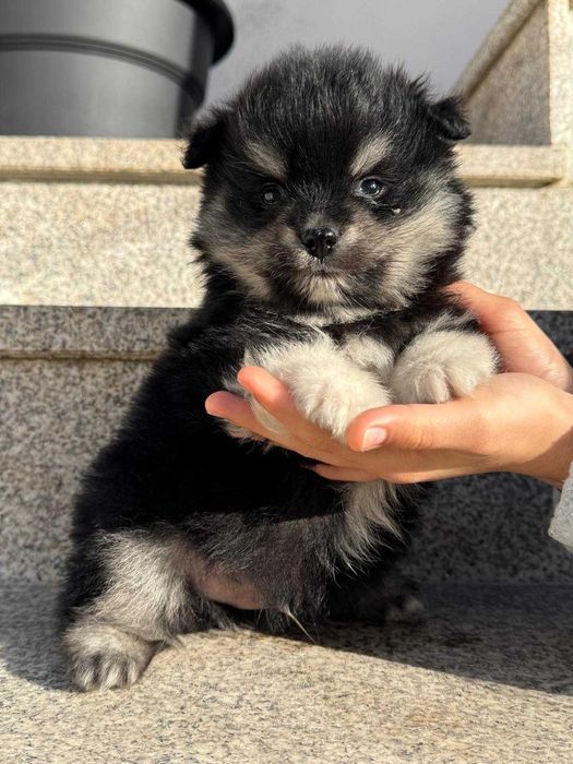 Spitz menino black an tan