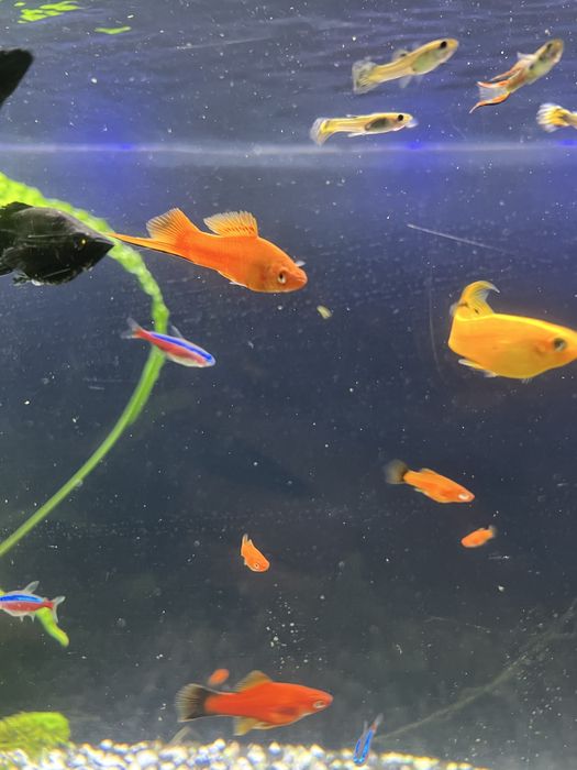 Mieczyki czerwone/mix