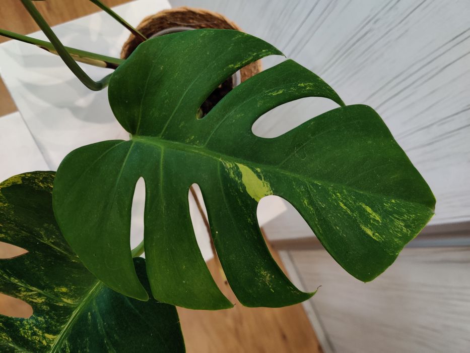 Monstera aurea grande