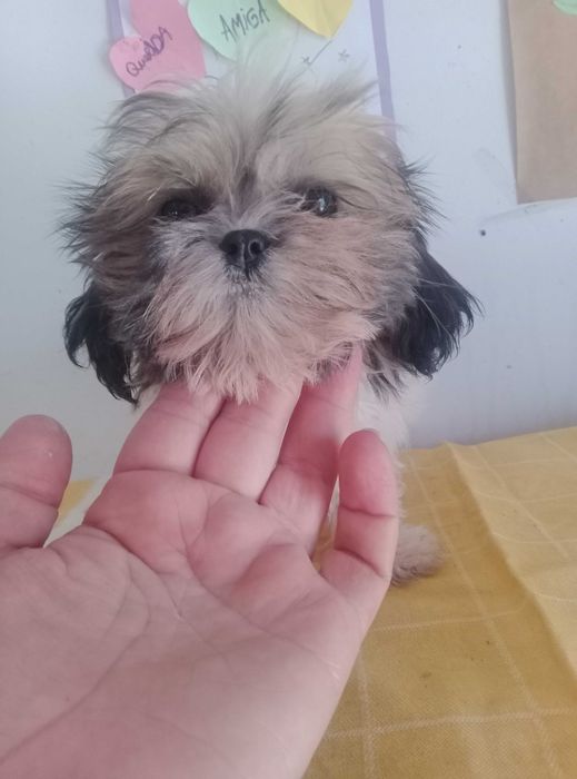 Shih-tzu Fêmea com LOP
