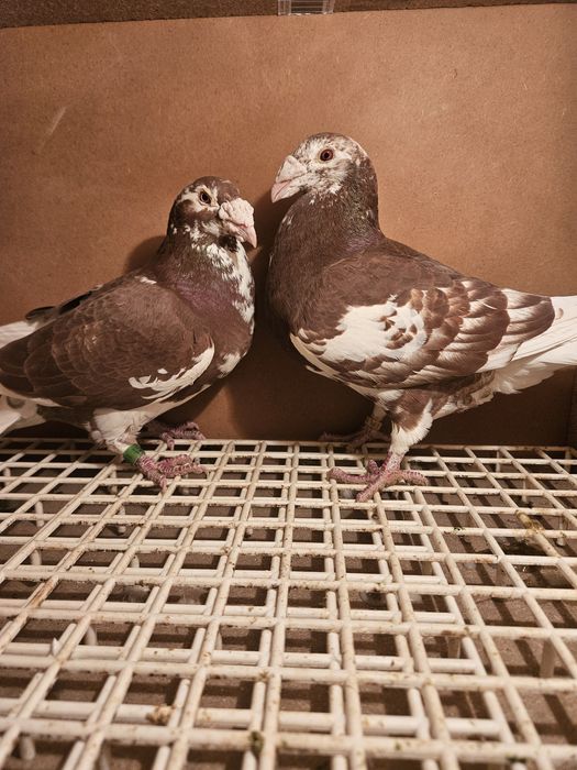 Gołębie staropolskie