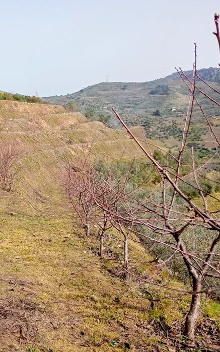 Quintinha cerejeiras e olival
