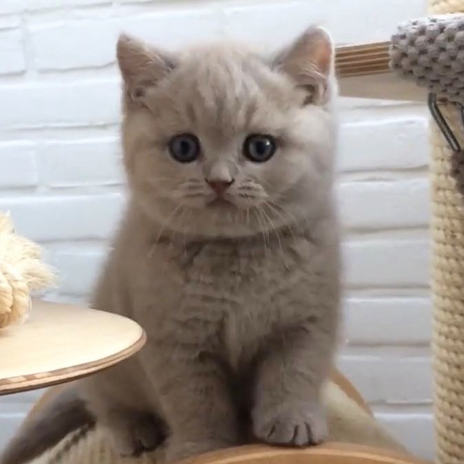Лілові прямовухі кошенята