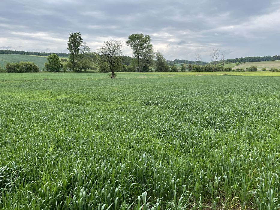Dzialka rolna do sprzedania w  Czestoszowice /Ksiaz Wielki bardzo dobrej klasy